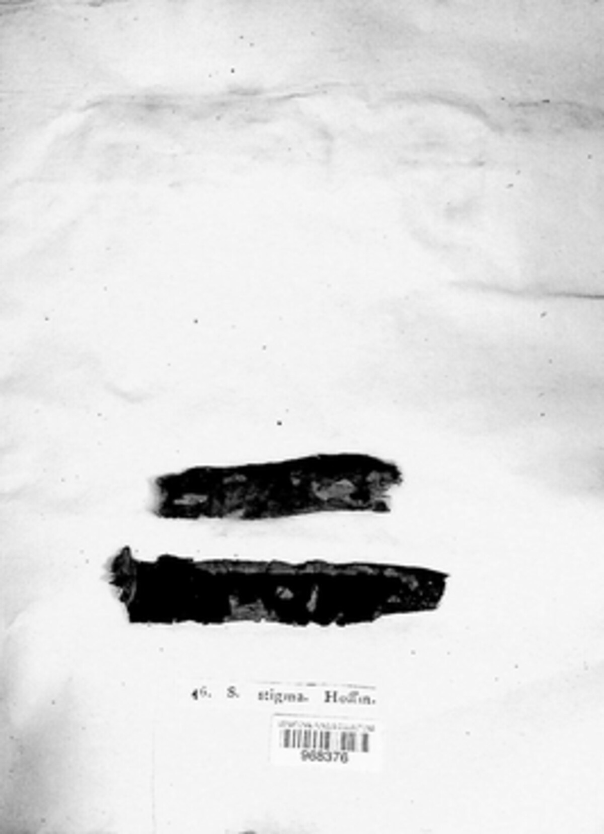 Diatrype stigma image